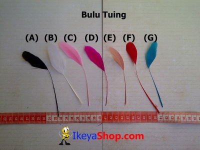 Bulu tuing A G  large2